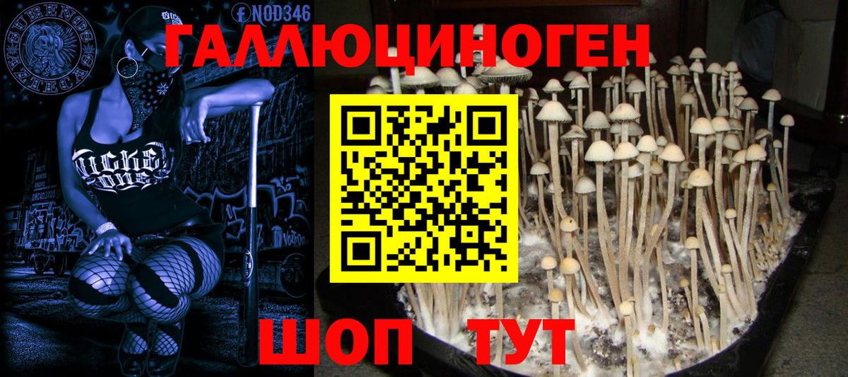 где продают наркотики  Галлюциногенные грибы Psilocybine cubensis  Вход с VPN  Фролово 
